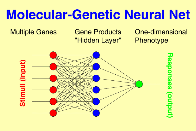 Molecular-genetic Neural Nets