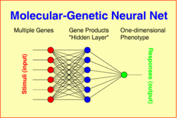 Molecular-Genetic Neural Net